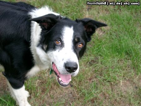 Border Collie Ilan from scottish Roy vom Beutenhof