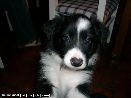 Border Collie Borderbaby Larry