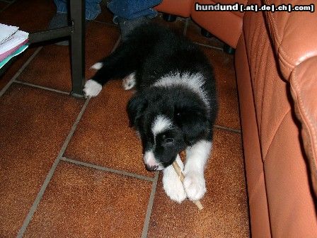 Border Collie Borderbaby Larry