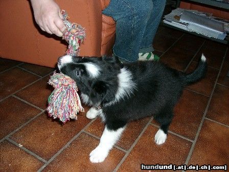 Border Collie Borderbaby Larry