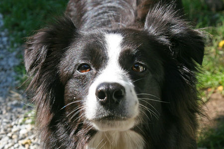 Border Collie Destiny' Child of Cleverland