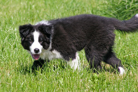 Border Collie Kingston Town of Cleverland