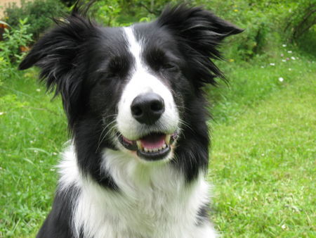 Border Collie Chiara vom Hause Taschner - bitte lächeln