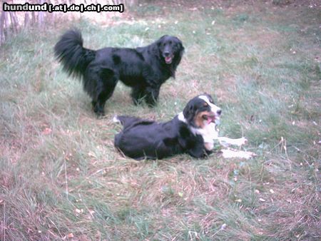 Border Collie Ronya und Cilla