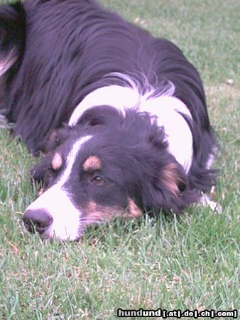 Border Collie Tess