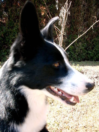 Border Collie Leni