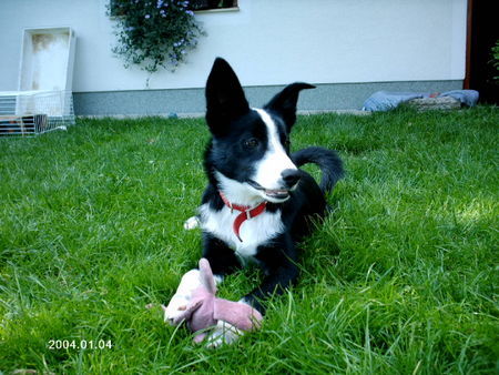 Border Collie Mit ihrem Lieblingsspielzeug