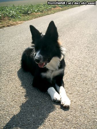 Border Collie Jackie Chan von seiner Schokoladenseite- weil auf der anderen hab ich ja mein Kussfleckerl