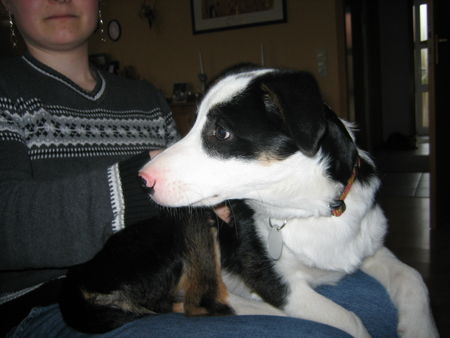 Border Collie Sam mit 15 Wochen