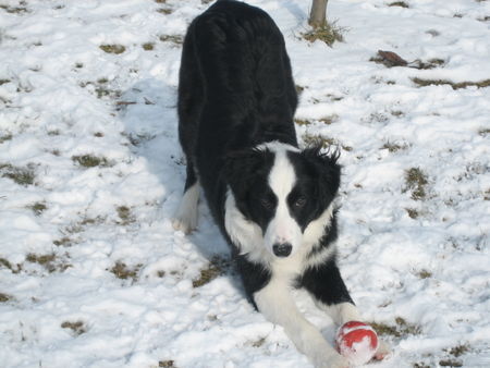 Border Collie Muffin 