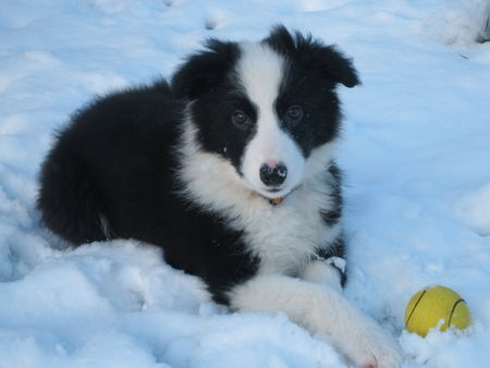 Border Collie Muffin 11 Wochen