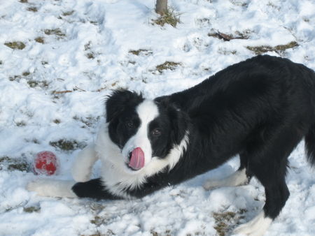 Border Collie Muffin, 5 Monate