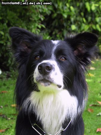 Border Collie Mein Border Collie \