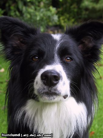 Border Collie Mein Border Collie 