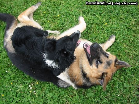 Border Collie Panda und Zakk