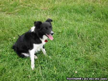 Border Collie Panda 