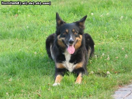 Border Collie Angel