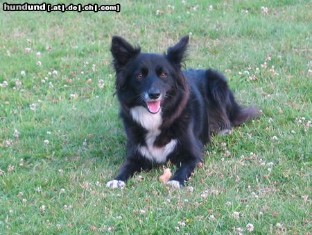 Border Collie Blaithin