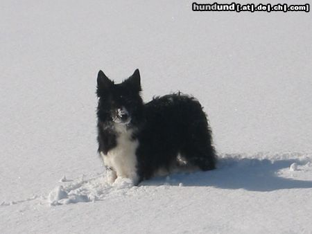 Border Collie Nico