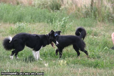 Border Collie 2 Border Collies 