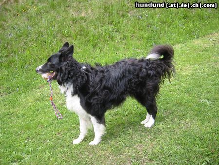 Border Collie Mein Border Collie Nico