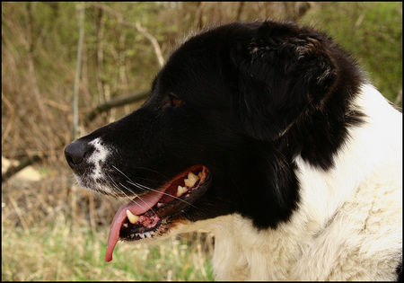 Border Collie Akira - 15.April 06