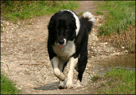 Border Collie Akira - 15.April 06 Lobau