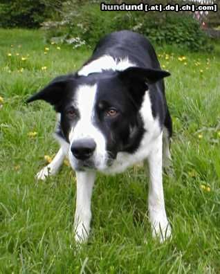 Border Collie Wo bleibt der Ball?