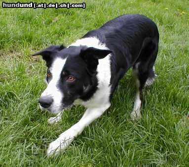 Border Collie Ilan, Kurzhaarbordercollie