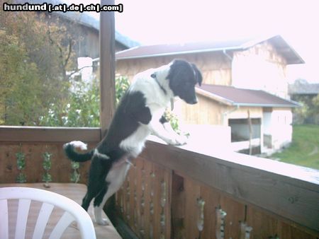 Border Collie Jimmy entgeht nichts