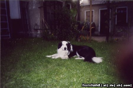 Border Collie Und hier nochmal meiner Süßer Border mit Namen Jack. 