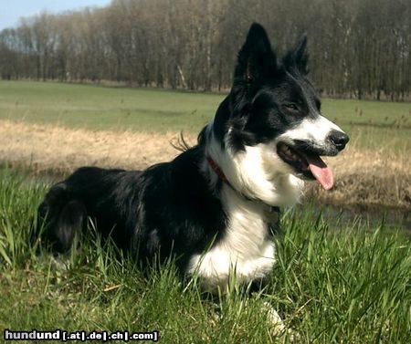 Border Collie Jackie Chan genießt die ersten schönen Frühlingstage