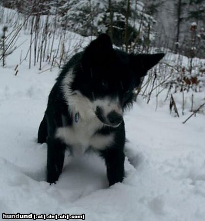 Border Collie Jackie liebt Schnee, es ist lustig darin herum zu hoppeln und damit zu graben.