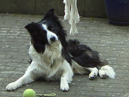 Border Collie Sancho im Winterfell