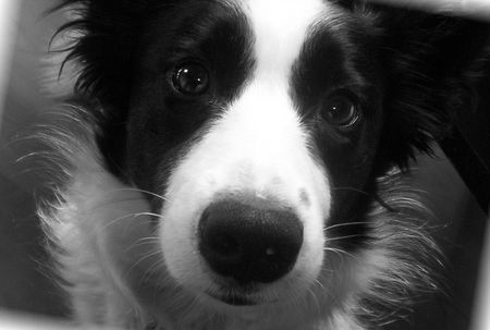 Border Collie luna