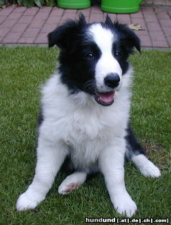 Border Collie Joy als Baby