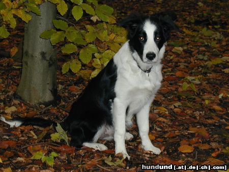 Border Collie Angel of Joy the dog by my side mit 5,5 Monaten