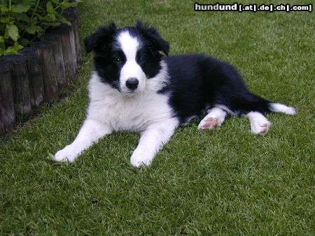 Border Collie Angel of Joy the dog by my side