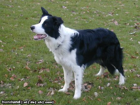 Border Collie Joy im Alter von 9 Monaten