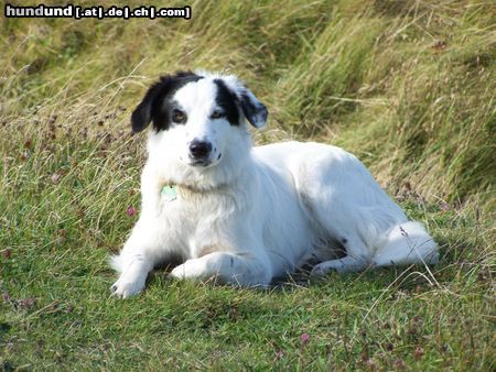 Border Collie  ARAN, 10 MON.  ALT.