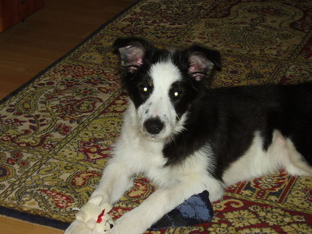 Border Collie Kessy mit 4 Monaten