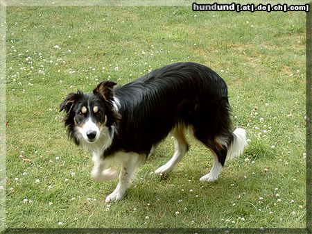 Border Collie Brains 'n Beauty Jean D' Arc - called Kyla