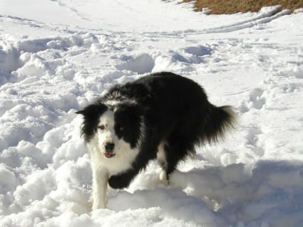 Border Collie Lady