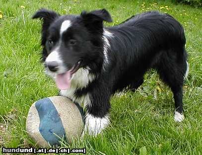 Border Collie Wer spielt mit mir?