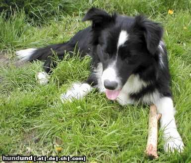 Border Collie Larry von den Buschchaoten