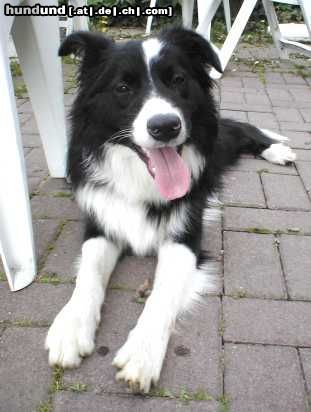 Border Collie Larry von den Buschchaoten