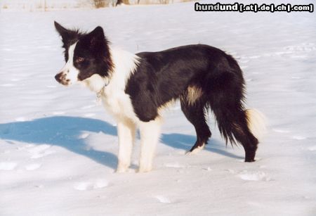 Border Collie Linus im Schnee