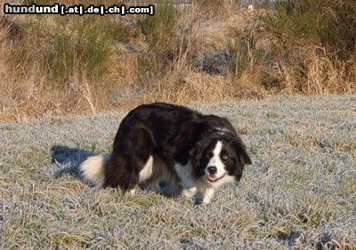 Border Collie Lucie 3 Jahre beim fixieren (eye)