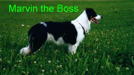 Border Collie Marvin the Boss