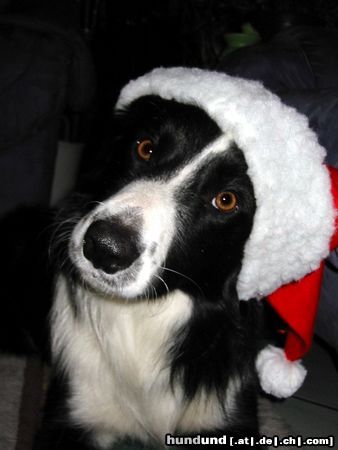 Border Collie Karneval macht ja sooo viel Spaß